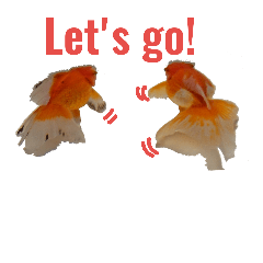 金魚アクアリウム