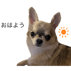 チワワフレンド