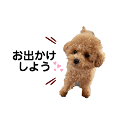 トイプードル＊みるく2