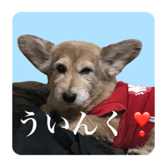 どんちゃんのきもち