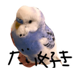 インコのそらちゃんだよ