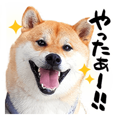 柴犬大五郎スタンプ　第一弾