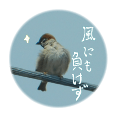 私と鳥の日常6
