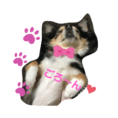 犬っコロの気まぐれ生活