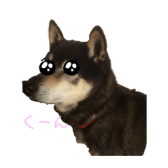 ゆかいなどうぶつ家族