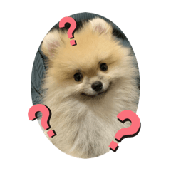 ポメラニアンのまろくん