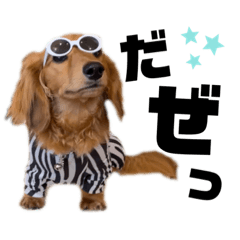 早く王様になりたいダックスのSIMBA3