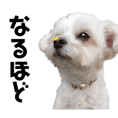 チワマルのぽんちゃん(実写)