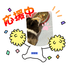 新人モルモット３匹とチンチラ新人の物語