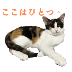 三毛猫コムギのスタンプ