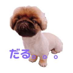 短足ヘンリー君