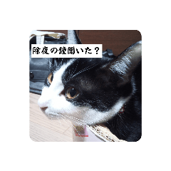 猫のきょうだいの年越し