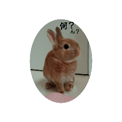 うさぎのポポくん　ほんわかスタンプ