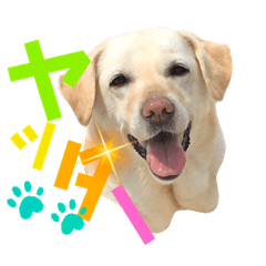 ラブラドール ライムのお散歩スタンプ①