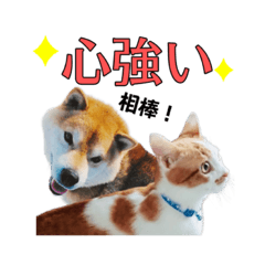犬の秘密　猫の幸せ