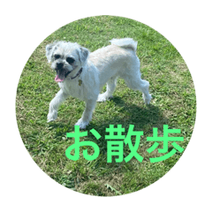 パグプーのゴン