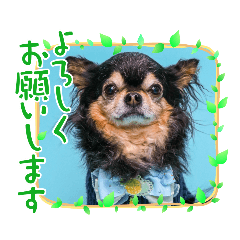 チワワのコロンちゃん４