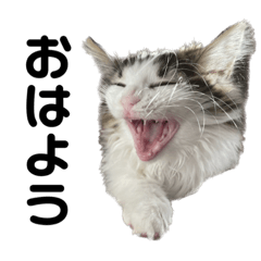 天使のてんちゃん②