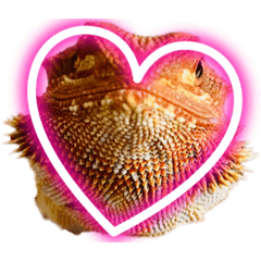 フトアゴじぶちゃん4