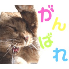 茶トラ猫のデカ文字スタンプ 犬 うさぎ♪