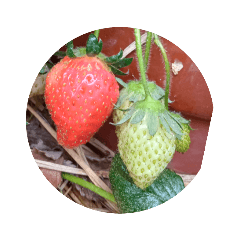 いちご・いちご３