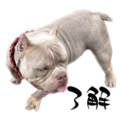 エキゾチックブリー　ルーク