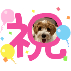 世界に一匹のマルプー愛犬スタンプ