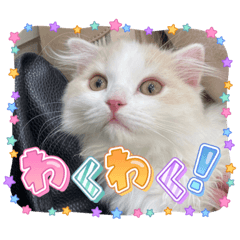 ベルくん毎日すたんぷ２(子猫ver.)