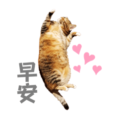 Wei_cat