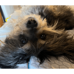 多頭飼いの日常