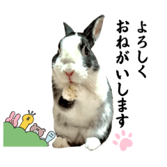 ミニうさぎダッチ⑥