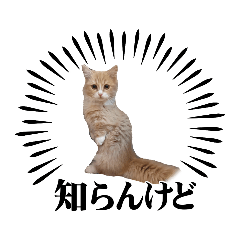 ミヌエットのきなこ①