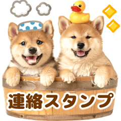 今何してる？♡わんこ