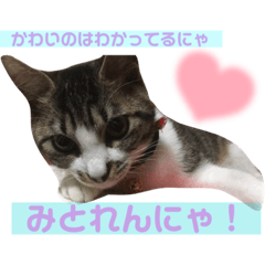 こねこねこ日和