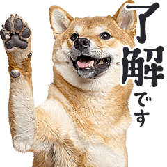 わんとも！敬語柴犬ミーム（やさしい日常）