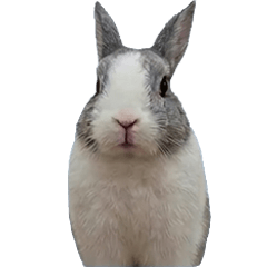 Real Rabbit - "TaoTao" Grey Bunny V2