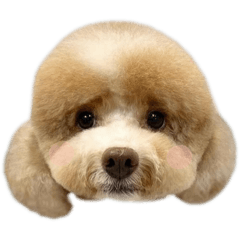 くるちゃんです