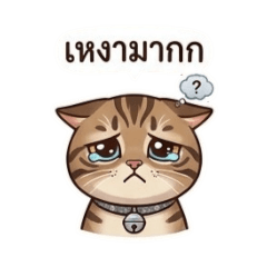 A cat named 2 Million