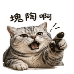 American Shorthair at work