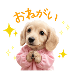 【ダックスのココ】家族の日常スタンプ②
