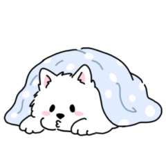 Jasper Samoyed Dog