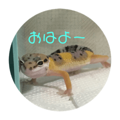 レオパの使えなさそうで使えるスタンプ