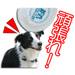 四方田家のフリスビー犬たち