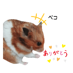 ゴールデンハムスターの1日