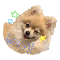 我が家のポン助くん。