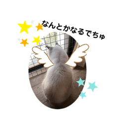 あまえんぼラグドール その2