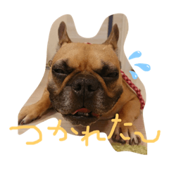 フレンチブルドッグ☆リブの楽しい毎日②