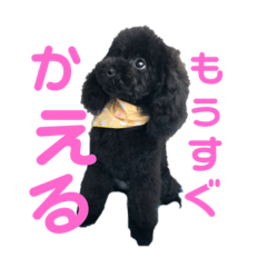 アダムbyかなえ