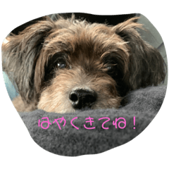 癒されここたんのスタンプ