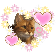 ちゃちゃ、大好き